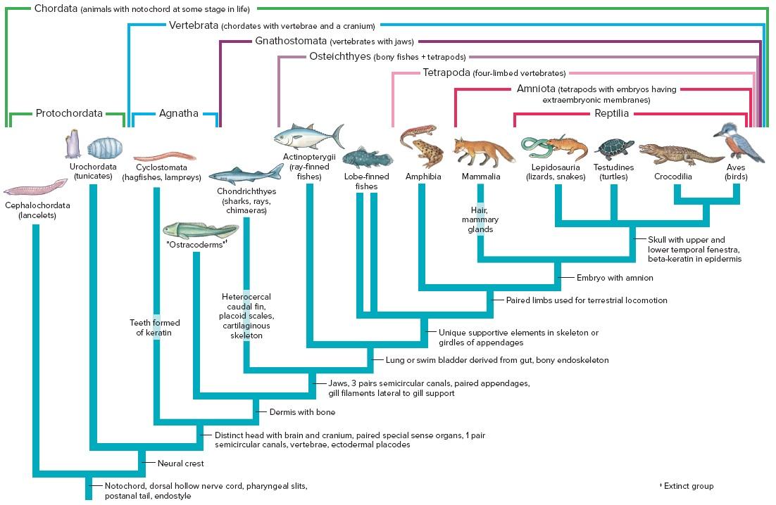 Solved 1) Based on this figure, is the group Tetrapoda a | Chegg.com