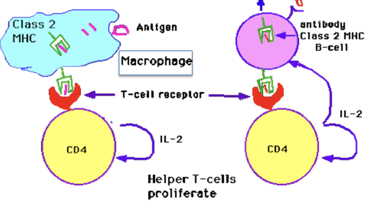 helper t cell diagram