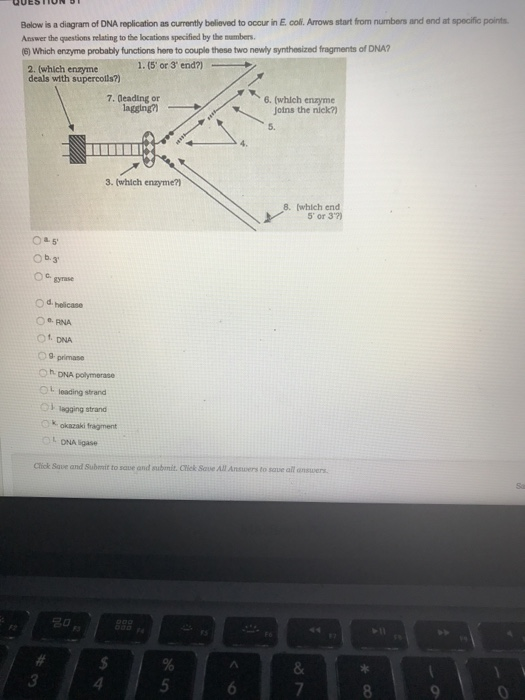 Solved Below is a diagram of DNA replication as currently | Chegg.com