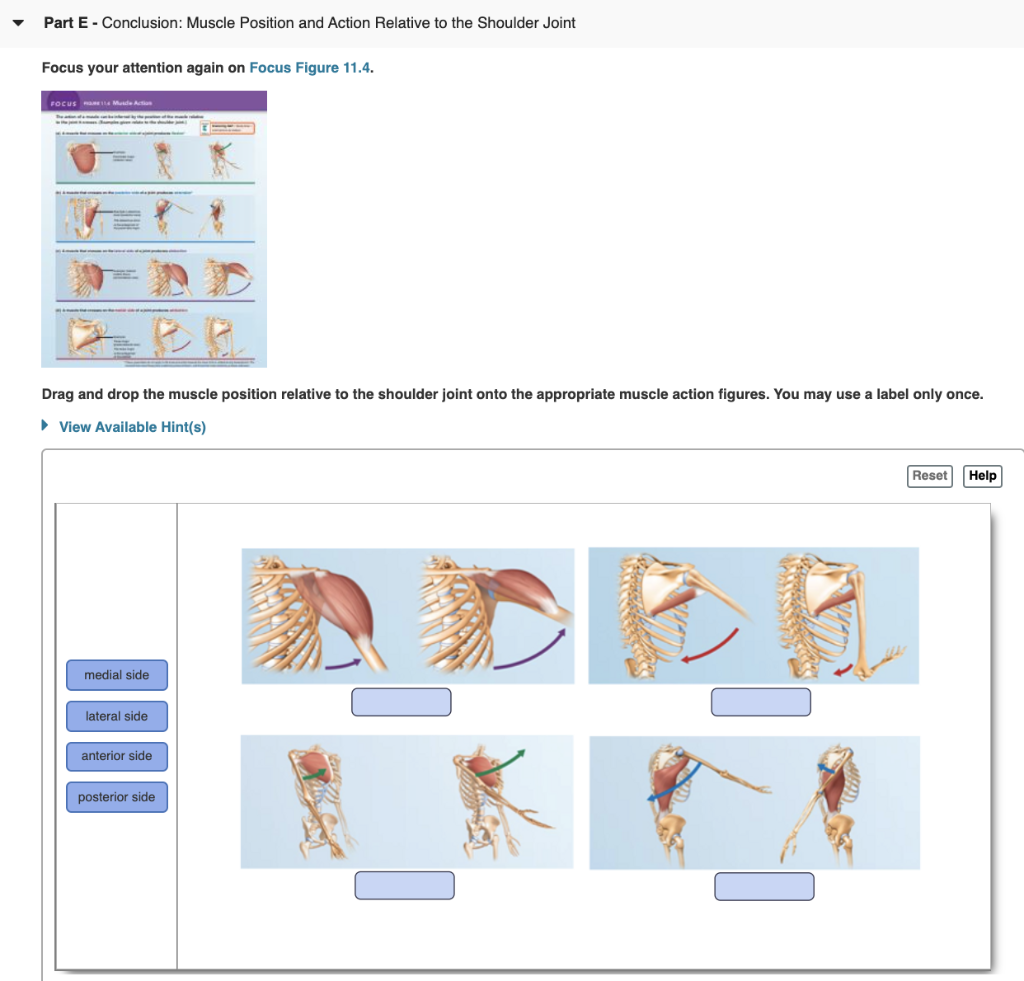 Solved Part E Conclusion Muscle Position and Action