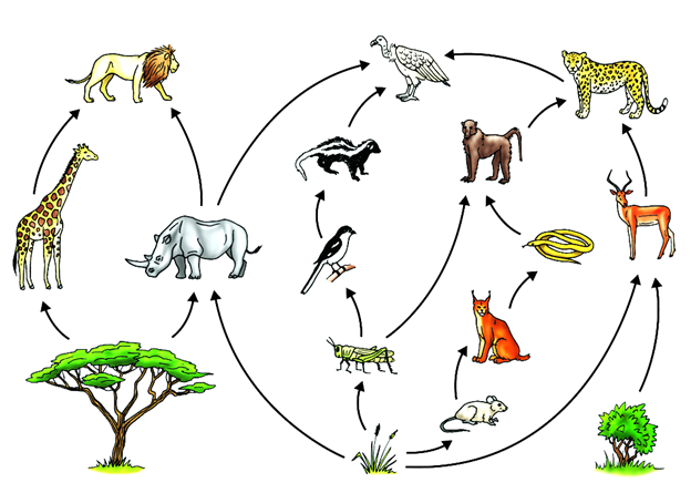 Solved How would the ecosystem depicted in the food web | Chegg.com