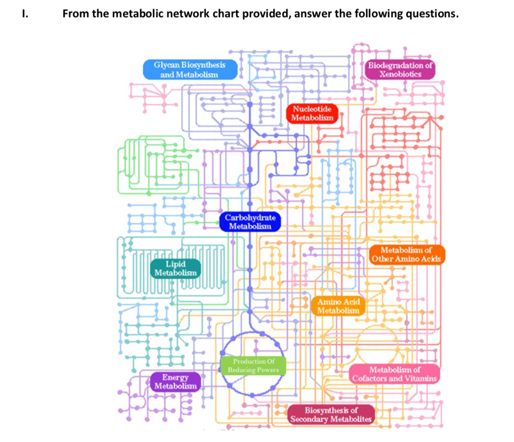 Solved From the metabolic network chart provided, answer the | Chegg.com