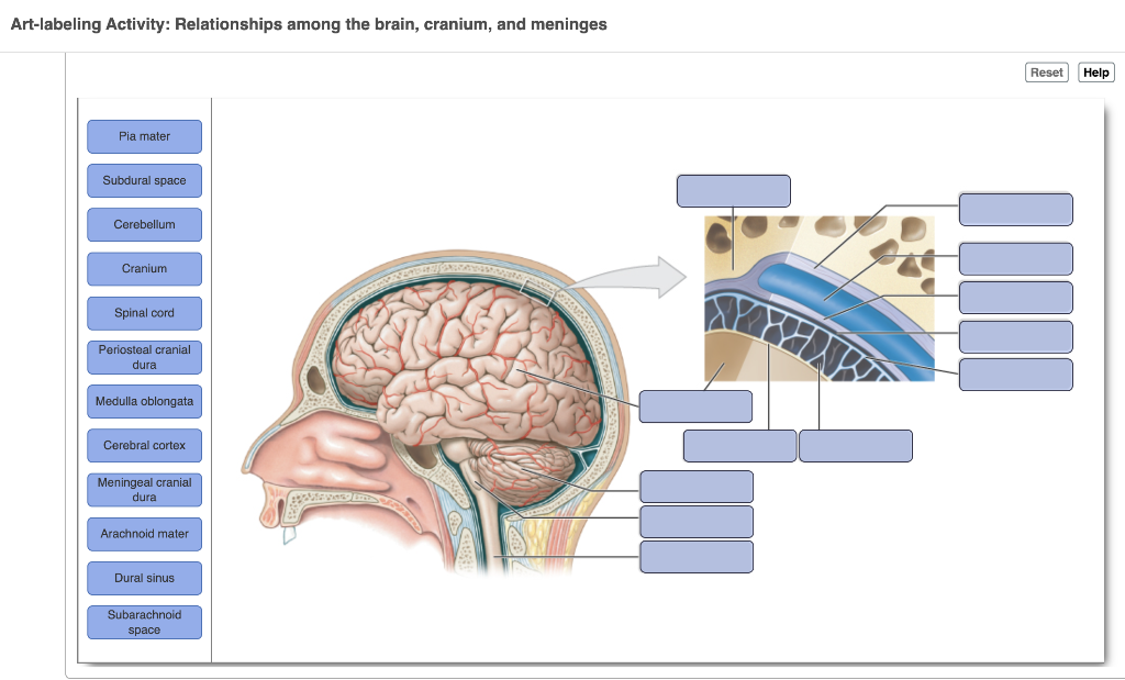 Unlock Your Brains Artistic Genius An Art Labeling Activity - o42hm3v
