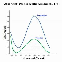 Solved The Following Are Uv Spectra Of Two Amino Acids Chegg Com