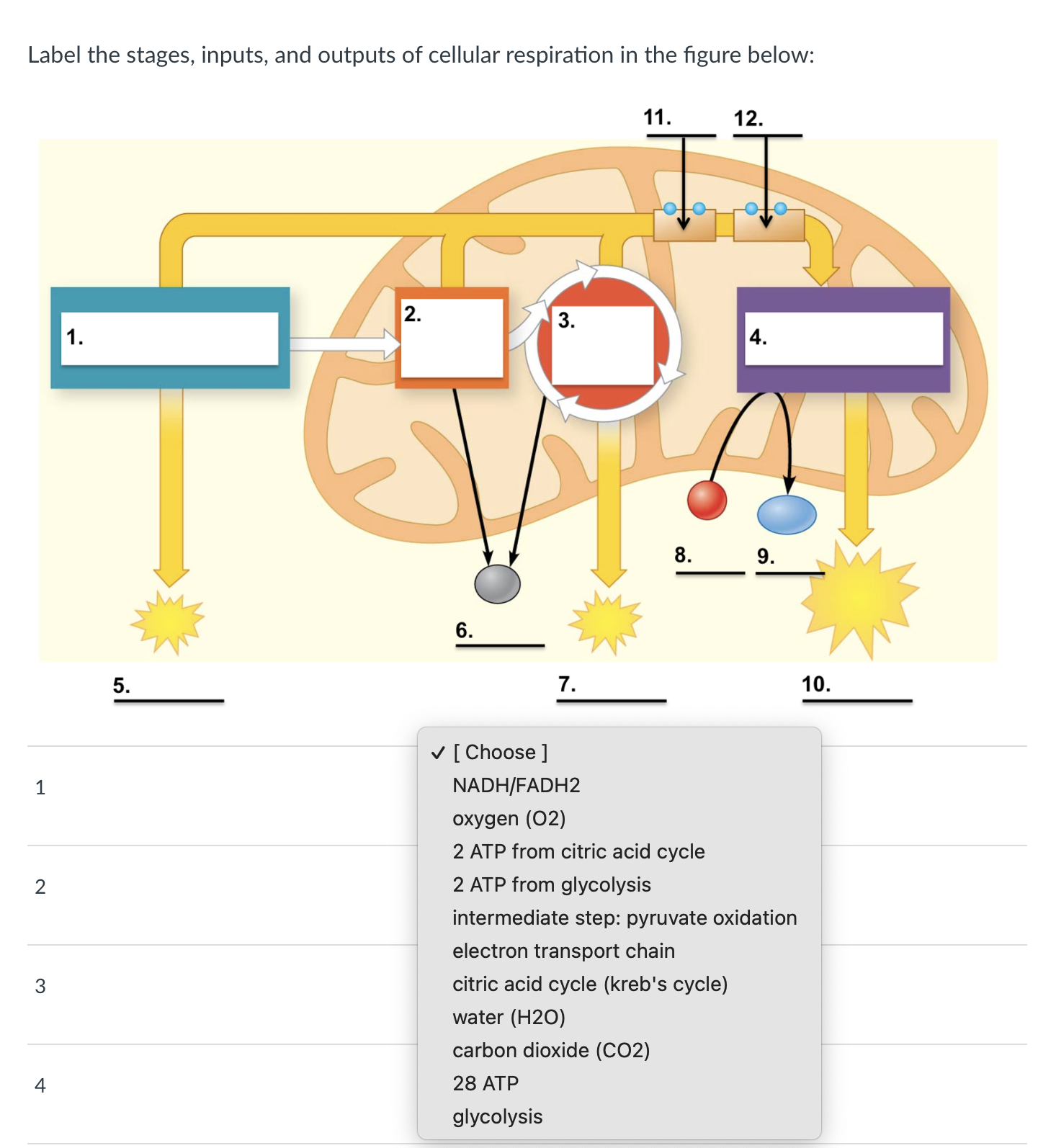 inputs and outputs of cellular respiration