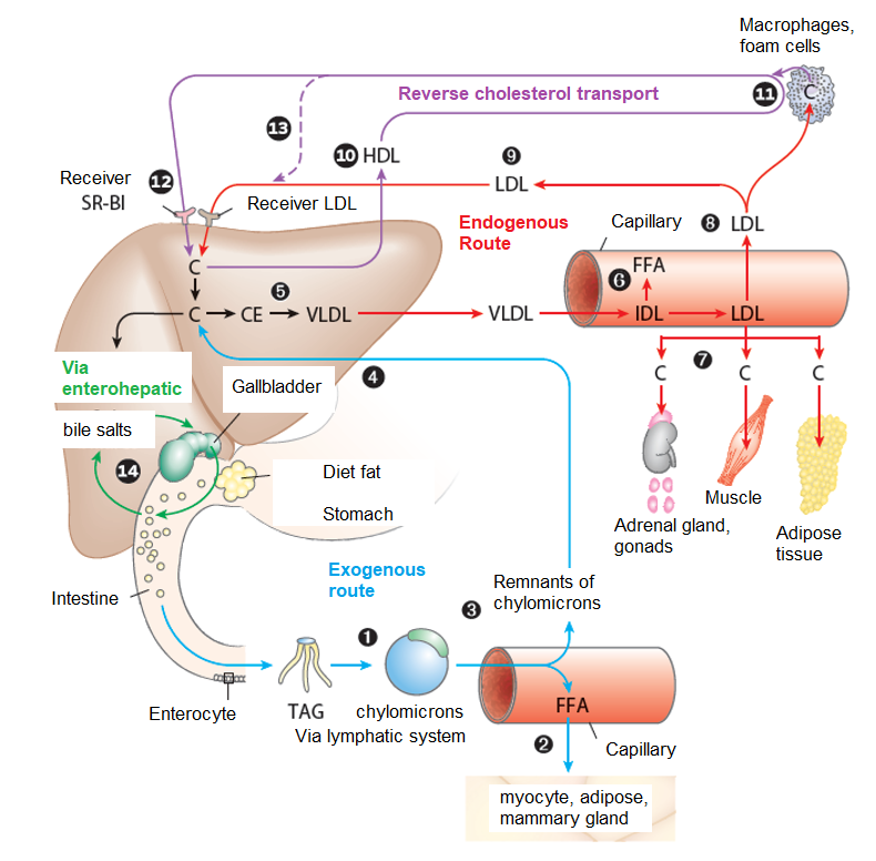 Solved Lipids are transported in the bloodstream as | Chegg.com