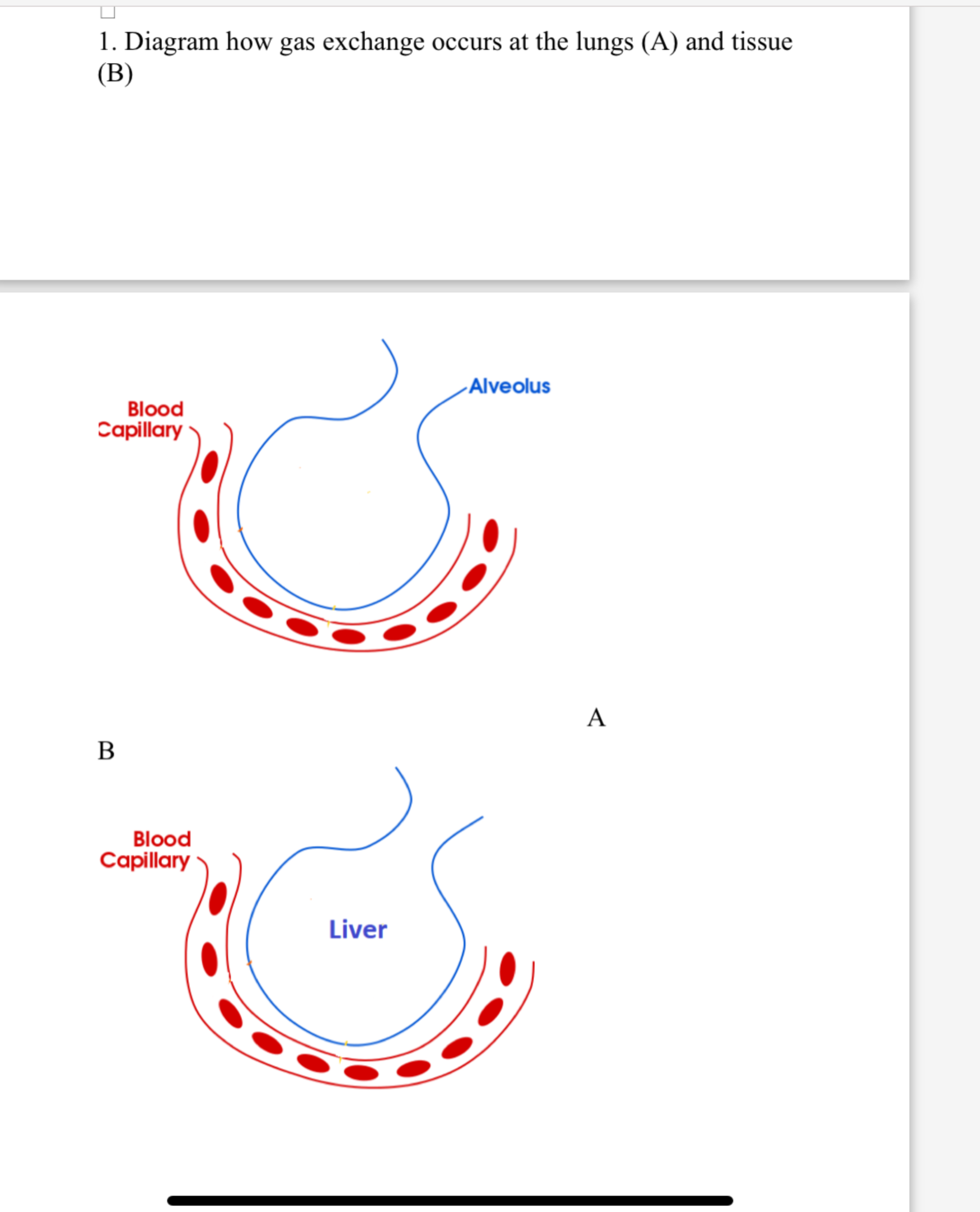 Solved Diagram How Gas Exchange Occurs At The Lungs (a) ﻿and 