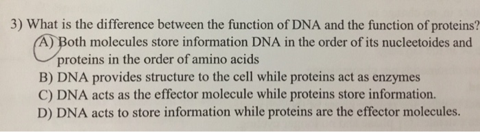 Solved 3) What is the difference between the function of DNA | Chegg.com