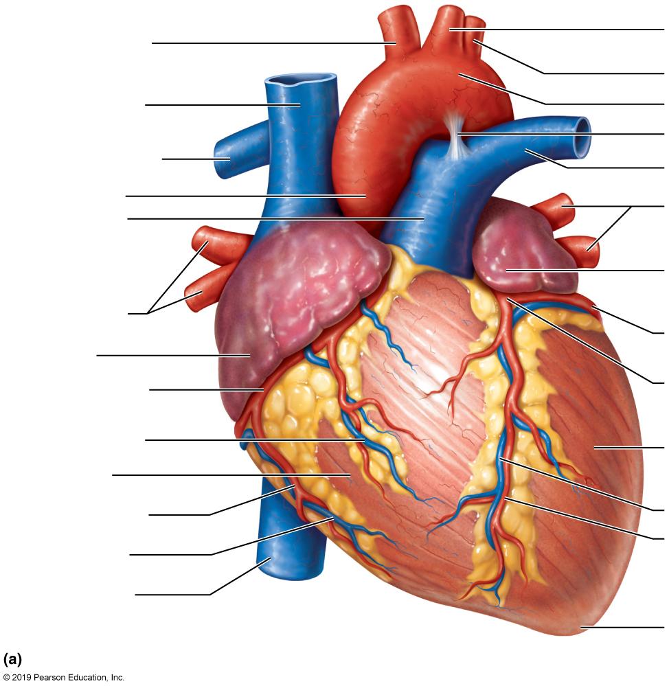 Solved Label the diagram. Also, write out the full | Chegg.com
