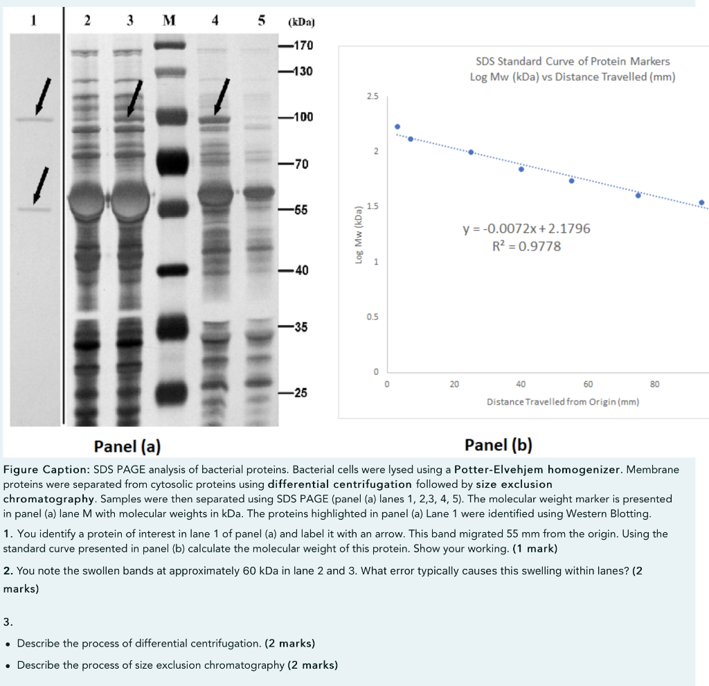 1 2 3 M 4 5 (kDa) 170 130 SDS Standard Curve of