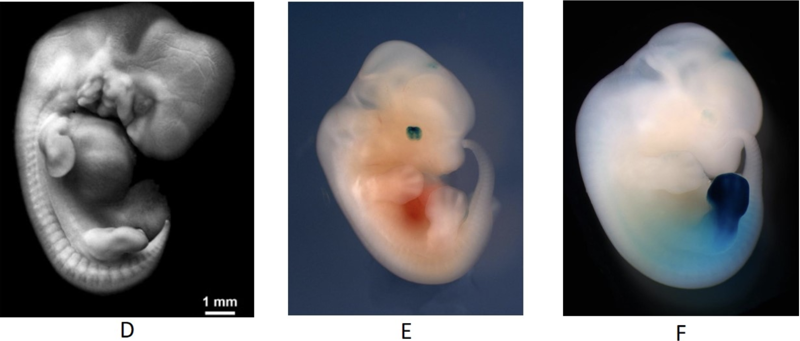 Solved The pictures below are embryos of the following | Chegg.com