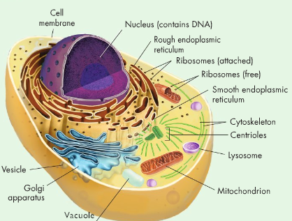 animal cell lysosome and vacuole