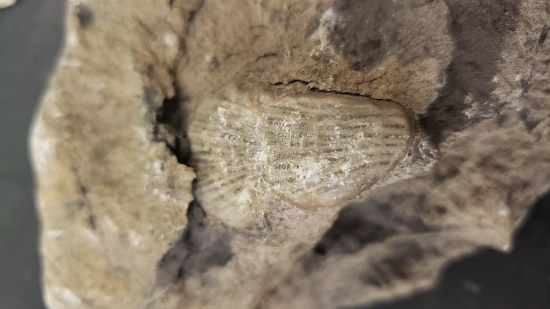 LAB 6.1: Fossil Record and the Evolution and | Chegg.com