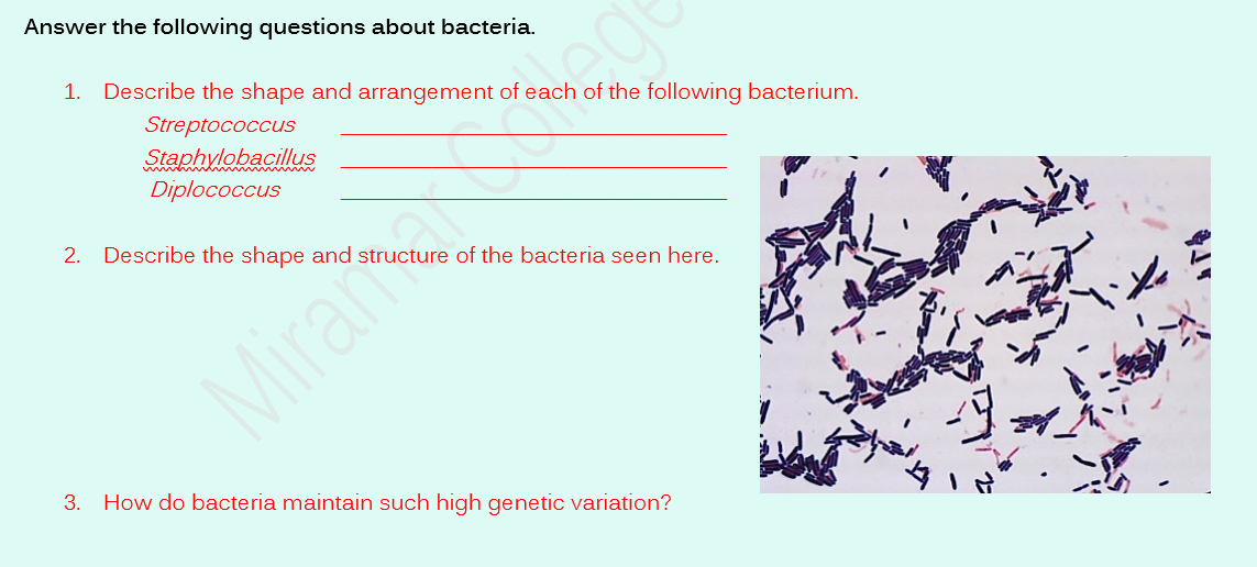 Solved 1 Phylum Proteobacteria The Largest Most Diverse Chegg Com Solved 1 Phylum Proteobacteria The Largest Most Diverse Chegg Com