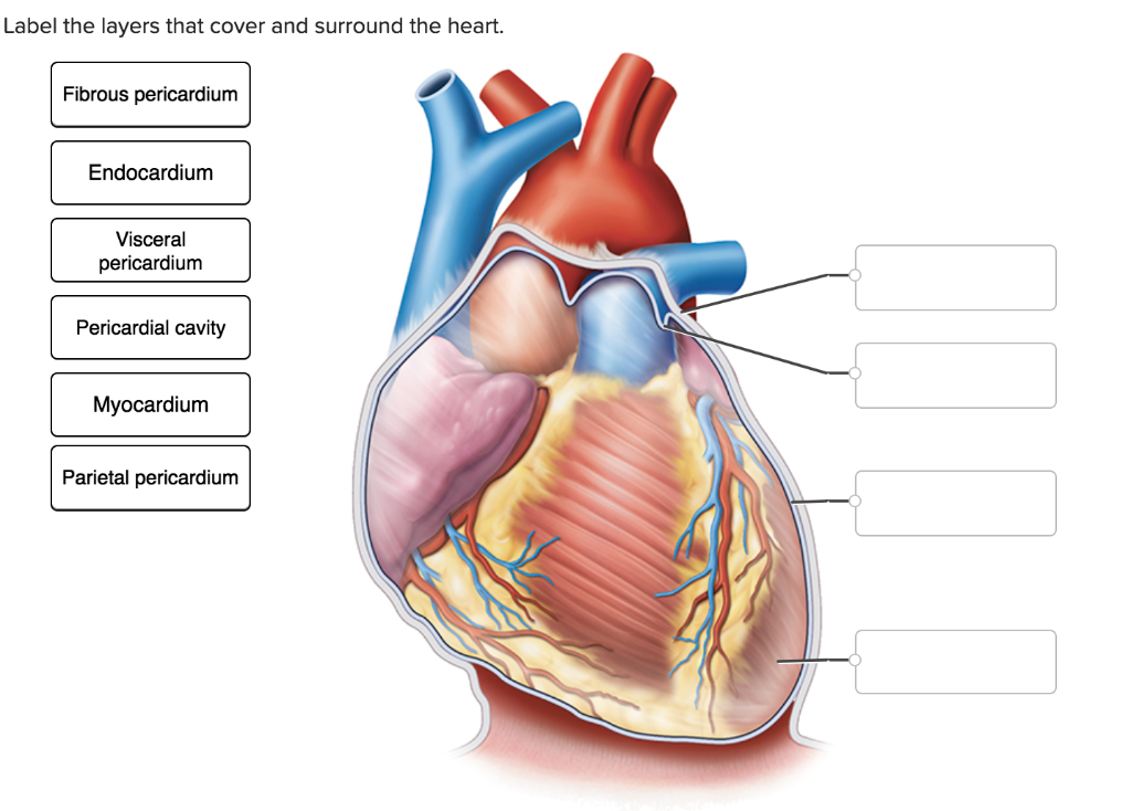 Solved Label The Layers That Cover And Surround The Heart Chegg