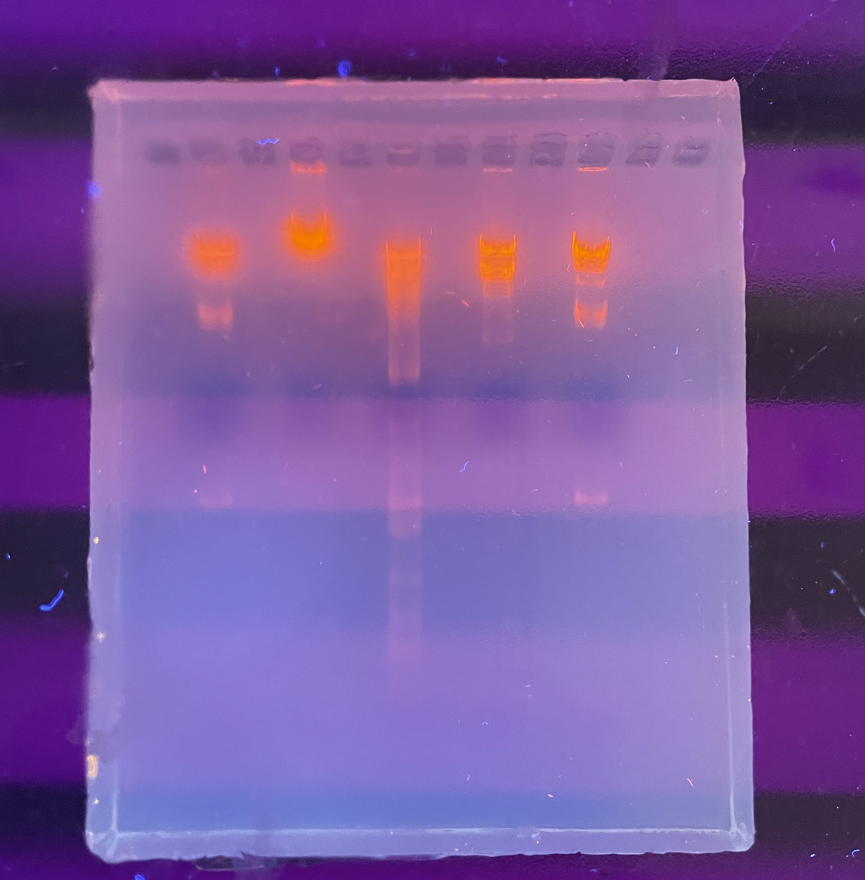 solved-1-compare-tube-p-tube-l-and-tube-m-what-do-you-chegg