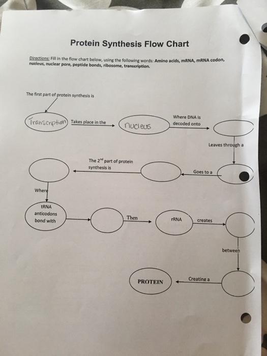 protein-synthesis-flow-chart-worksheet-answers