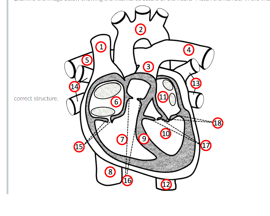 Solved Label the heart structures correct structure.