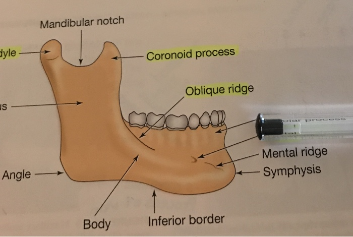 Obliuqe Ridge Oblique Ridge Mandible