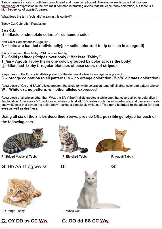 Universal Animal Clinic - The 5 Tabby Cat Patterns A tabby cat is not a  breed; it's actually a coat pattern and there are five different types of  tabby cats. Learn the