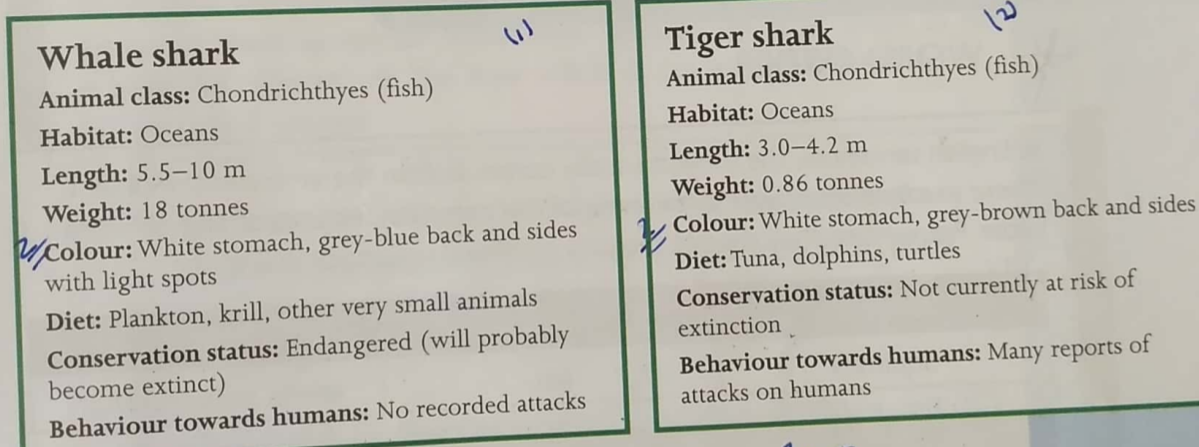 the whale shark and the tiger shark essay