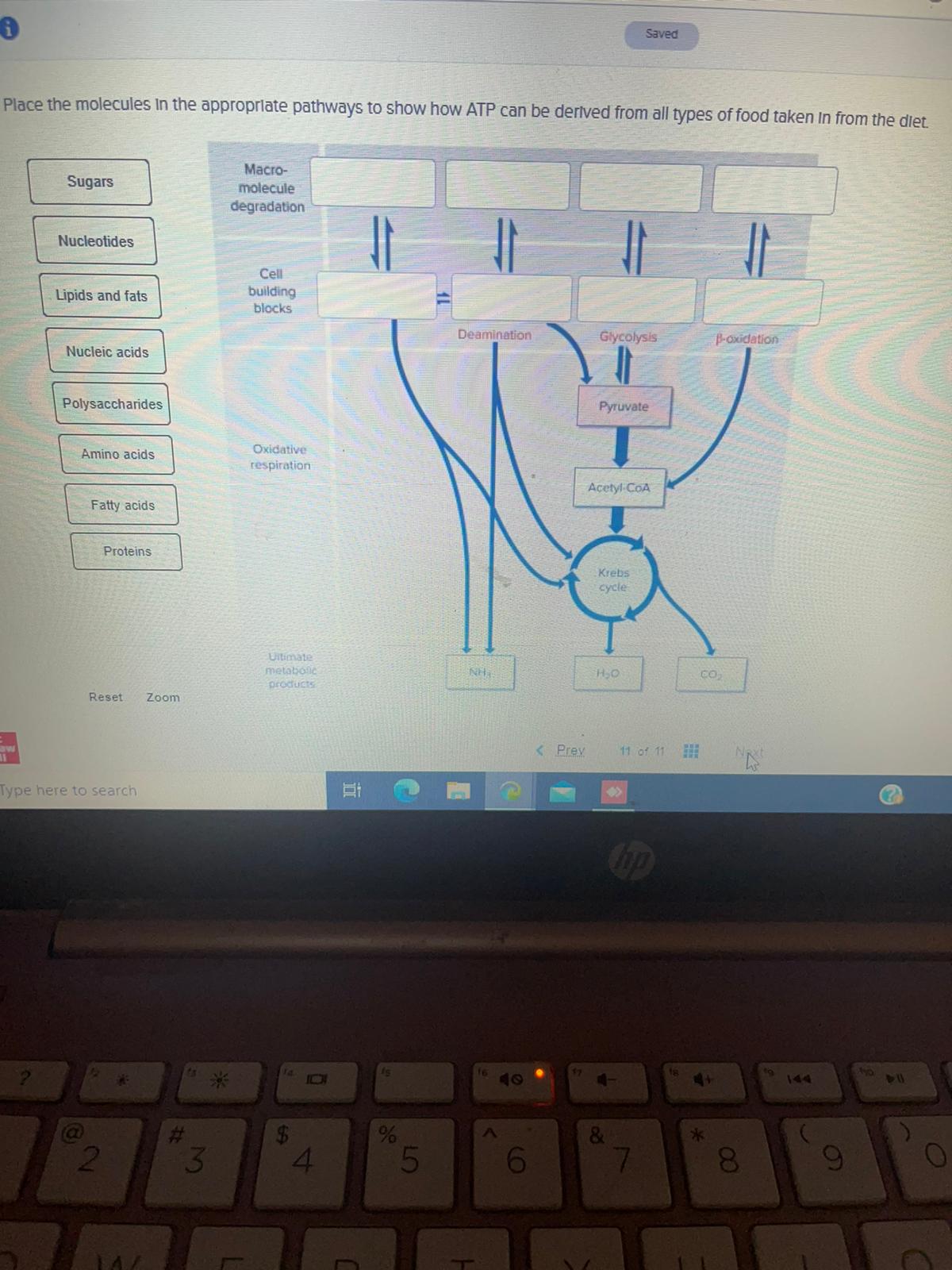 Solved Saved Place the molecules in the appropriate pathways | Chegg.com