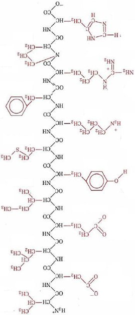 Solved How many amino acids are there in the | Chegg.com