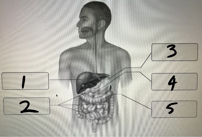 A&amp;P Homework 5 Flashcards | Chegg.com