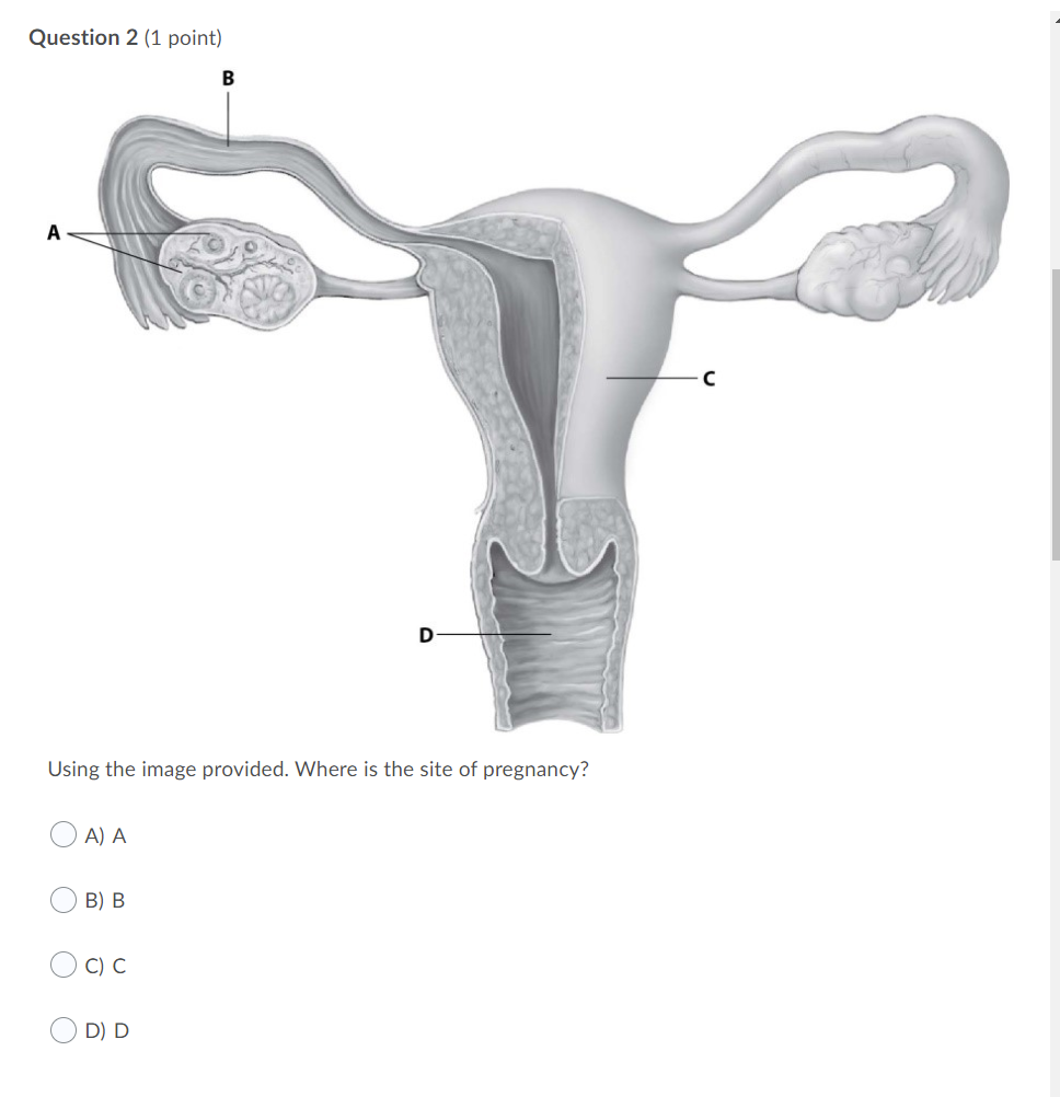 Solved Question 2 (1 point) B A D Using the image provided. | Chegg.com