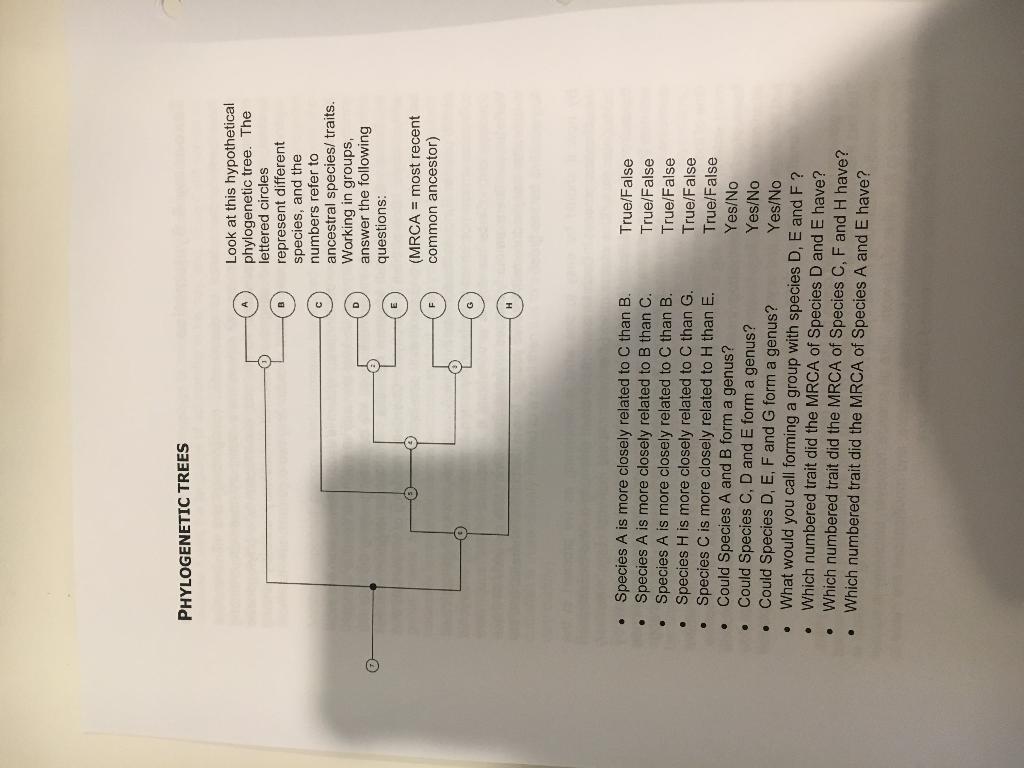 Solved PHYLOGENETIC TREES B Look At This Hypothetical | Chegg.com