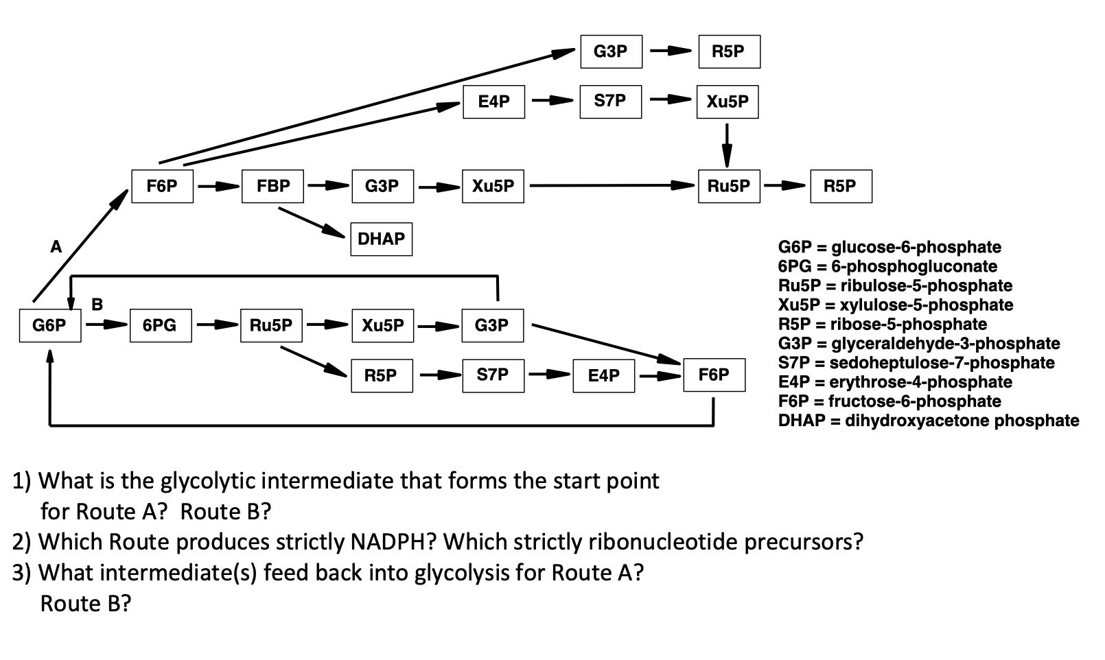 Solved The Pentose Phosphate Pathway (PPP) Can Be Run In | Chegg.com