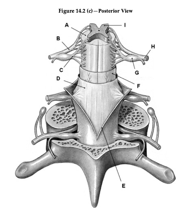 Solved Figure 14.2 (c) - Posterior View A B H с G D E Biology Diagrams