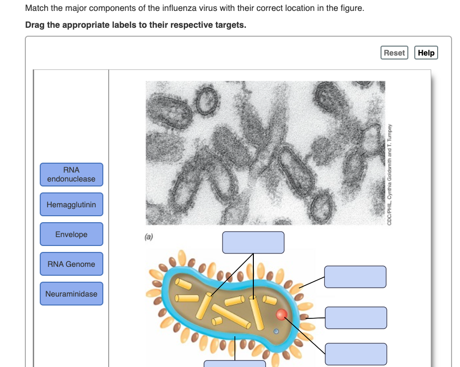 Solved Match the major components of the influenza virus | Chegg.com