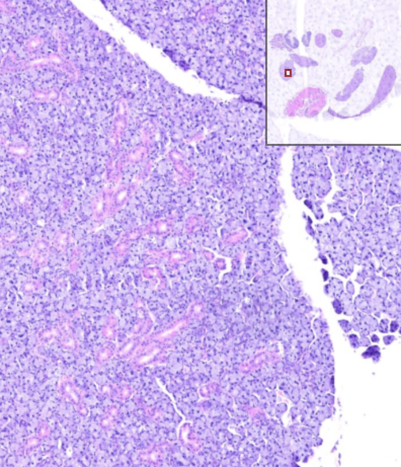 Solved Images of H&E and MT stained sections. May I have | Chegg.com