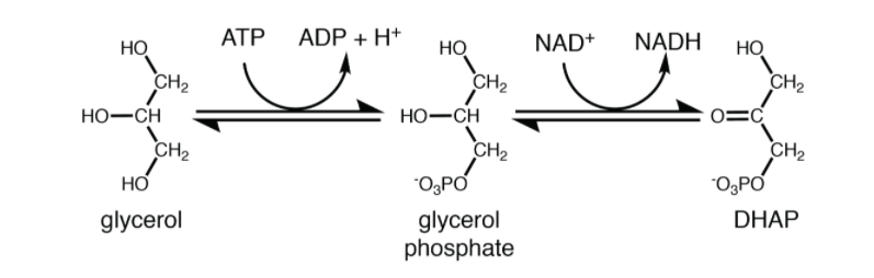 Solved Both adenosine triphosphate (ATP) and | Chegg.com