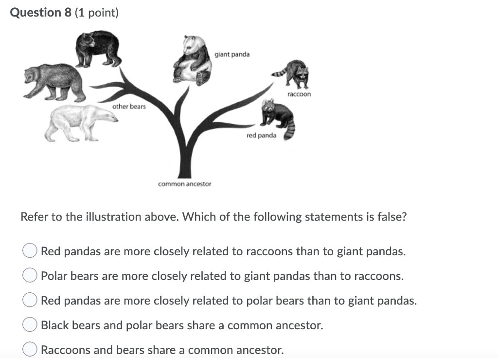 Solved Question 8 (1 point) giant panda raccoon other bears | Chegg.com