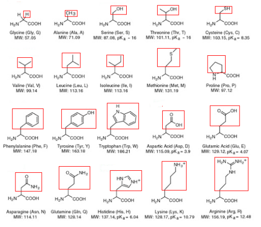 Solved Proteins are long chains of amino acids linked | Chegg.com