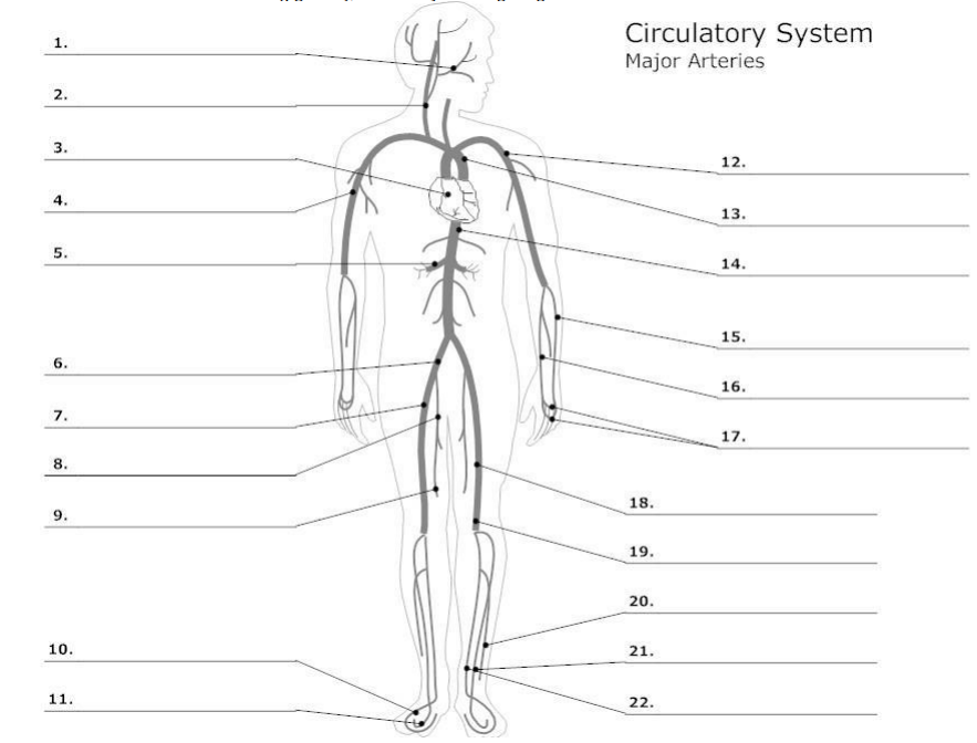 Solved Circulatory System Major Arteries 1. 2 12. 4 13. 14.