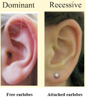 Solved Given the fact that free earlobes is a dominant | Chegg.com