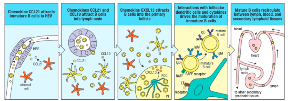 Solved Q1. Describe how B cells differentiate into plasma | Chegg.com