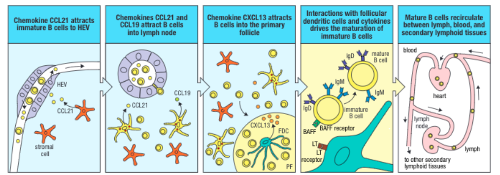 Solved Q1. Describe How B Cells Differentiate Into Plasma | Chegg.com