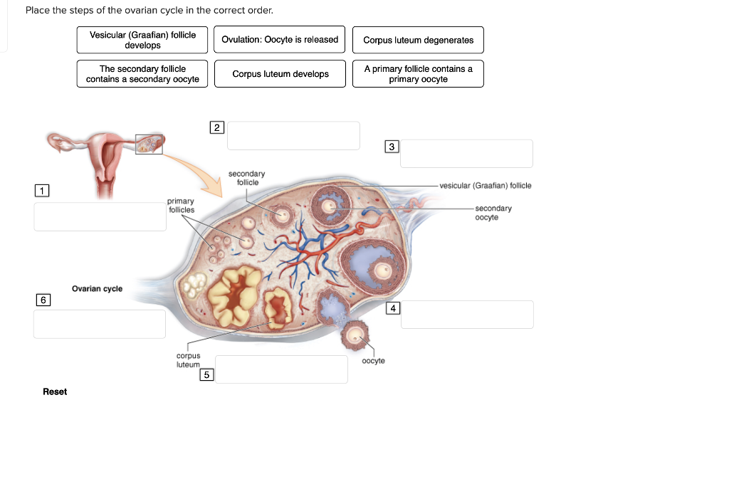 ovarian-follicle-cycle