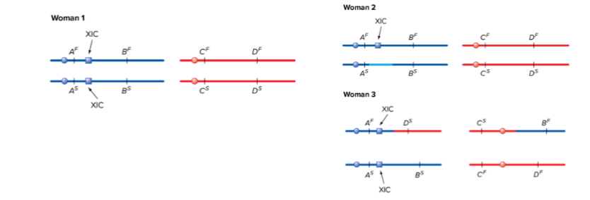 Solved In The Following Figures, Genes A And B Are On The | Chegg.com