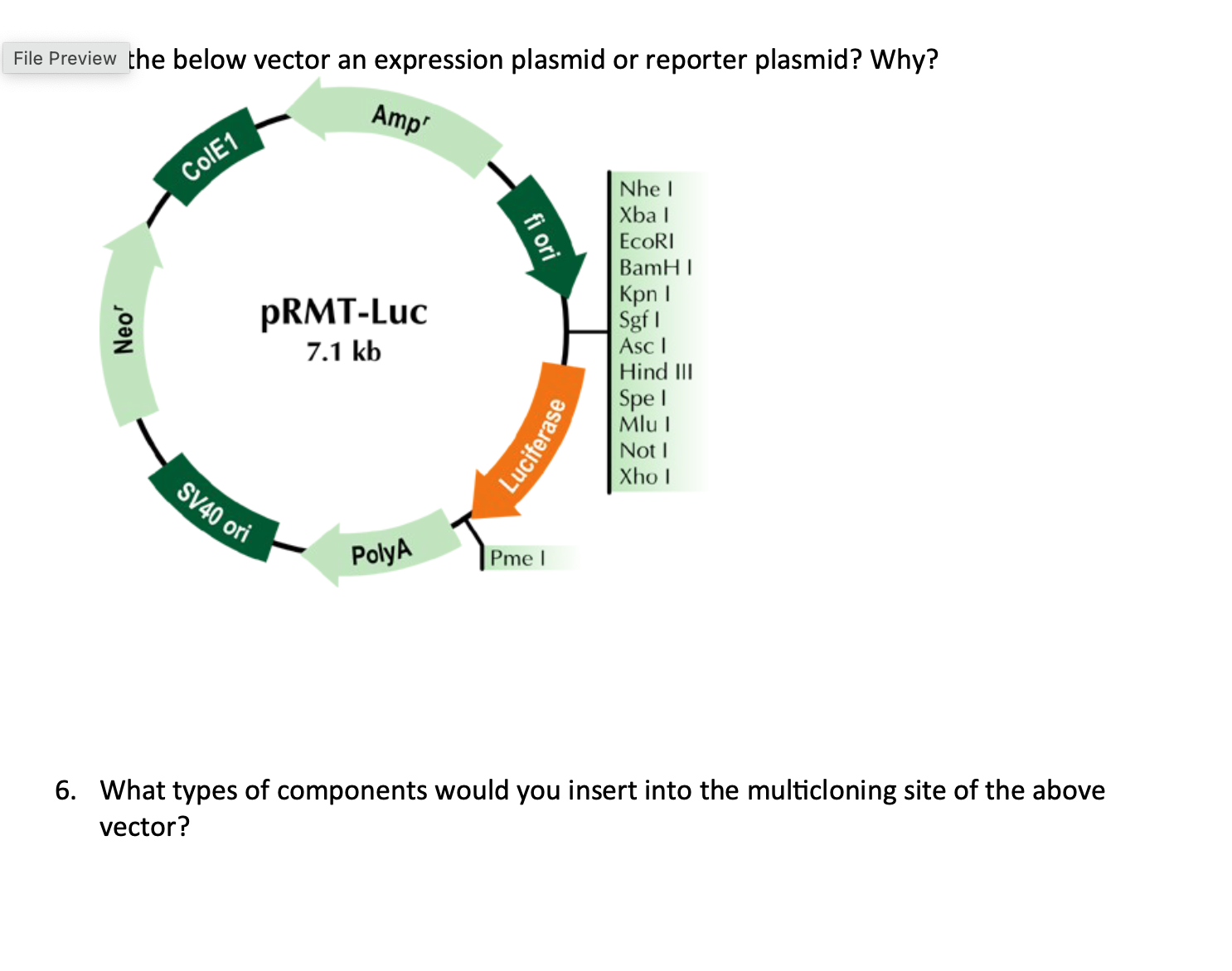 Solved :he below vector an expression plasmid or reporter | Chegg.com