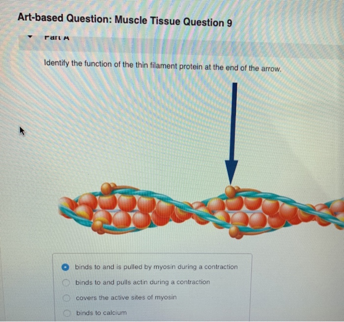 Solved Artbased Question Muscle Tissue Question 9 rart A