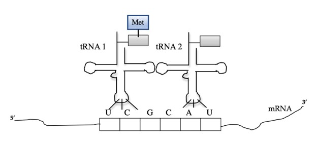 Solved Below Is A Diagram Of Two Trnas And Mrna In A Chegg Com
