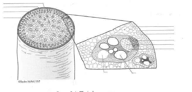 Solved 1) Label the parts of a typical dicot stem (Figure | Chegg.com