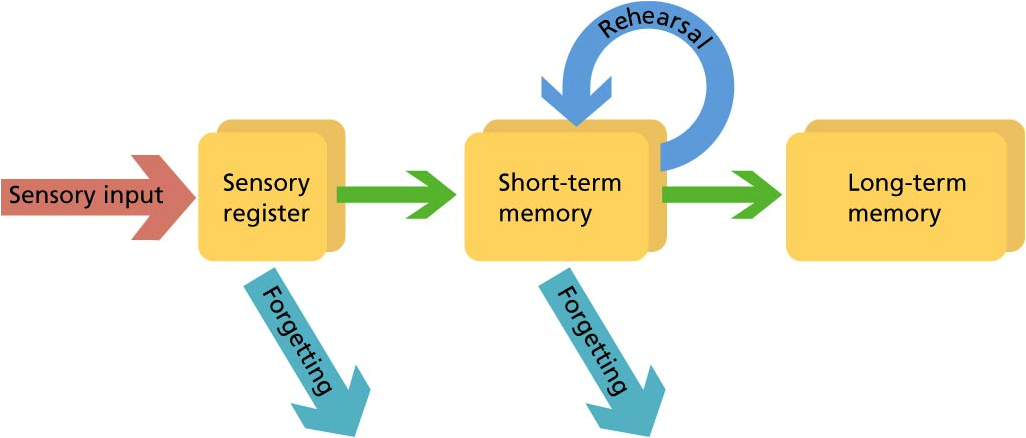 stage model of memory