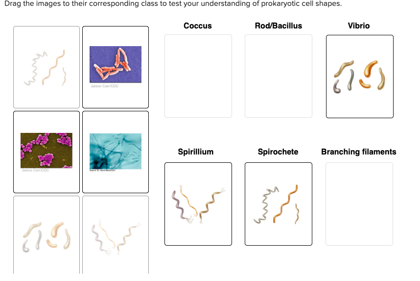 Solved Drag the images to their corresponding class to test | Chegg.com
