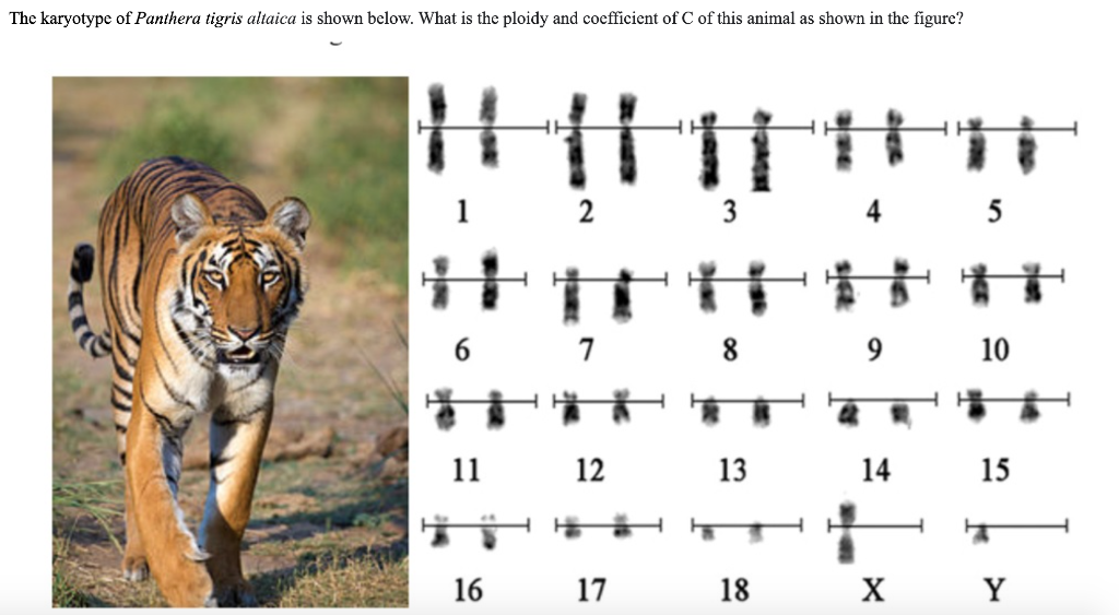 The karyotype of Panthera tigris altaica is shown below. What is the ploidy and coefficient of \( \mathrm{C} \) of this anima